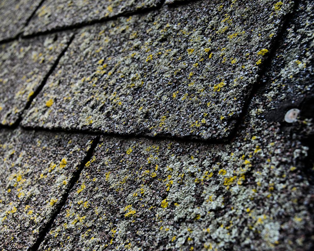 Treating Algae Streaks on Asphalt Roofs